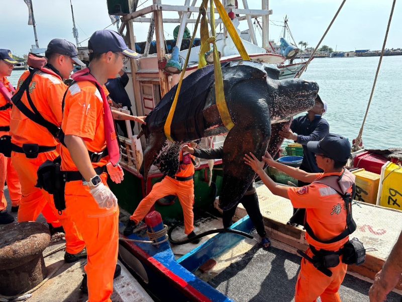 颱風離台誤捕瀕絕海洋嬌客　海巡海保緊急救援平安野放